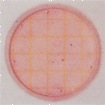 Petrifilm TM大肠菌群测试片 3M微生物检测产品;Testo测量仪器;Dikma色谱试剂;BIO-RID培养基;Nasco无菌取样袋;BD培养基; 青岛梓煜商贸有限公司