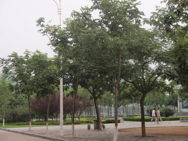 中国石油大学青岛校区 青岛景观;青岛园林环境;青岛景观设计; 青岛景观|青岛景观设计|青岛成林景观工程有限公司